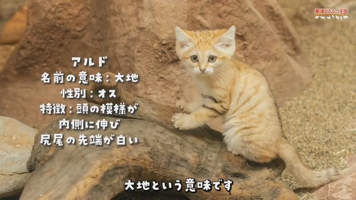 「【スナネコ】スナネコたちの名前が決まりました」