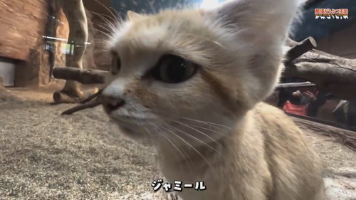 「【スナネコ】スナネコたちの名前が決まりました」