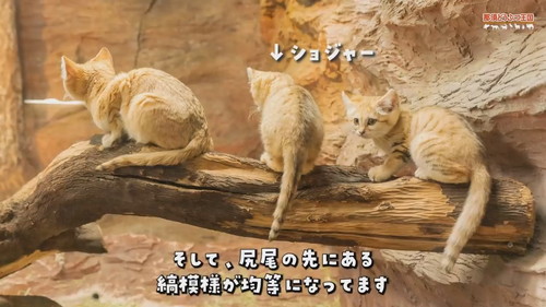 「【スナネコ】スナネコたちの名前が決まりました」