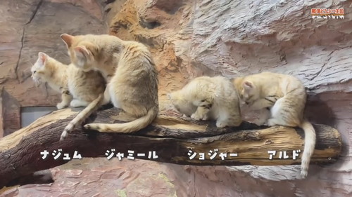「【スナネコ】スナネコたちの名前が決まりました」