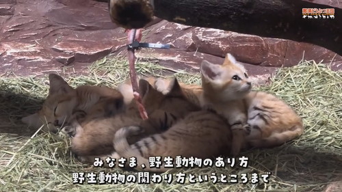 「【スナネコ】スナネコたちの名前が決まりました」