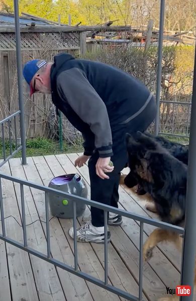 ボール投げ機の発射が待てない犬