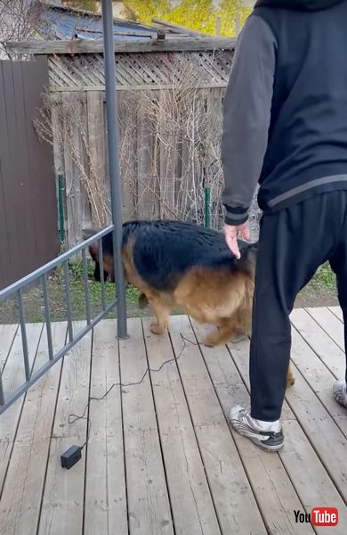 ボール投げ機を倒す犬