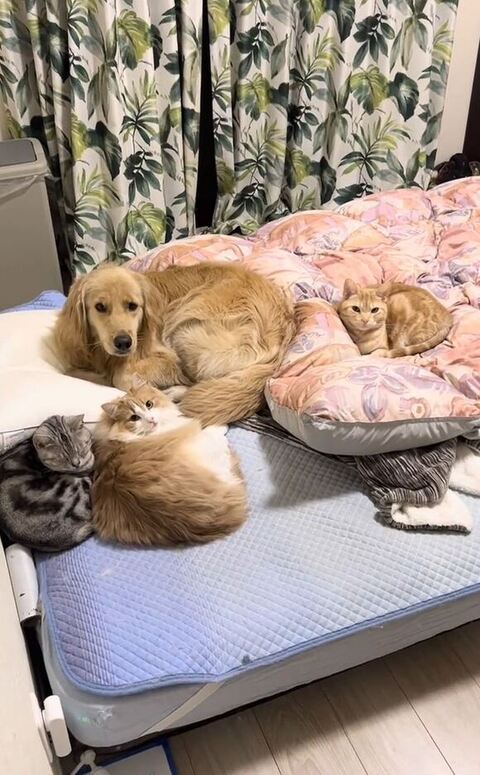 4匹のわんにゃんの画像