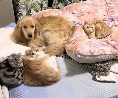 トリミングした犬と猫たち