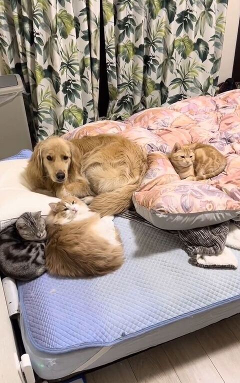 目しょぼしょぼしてる4匹の画像