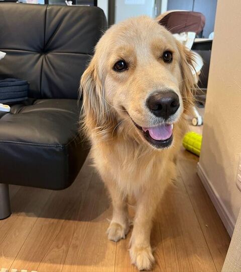 ゴールデンレトリバーのイヴちゃん