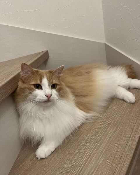 階段にいる猫ちゃん