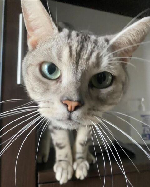 ドアップの猫ちゃん