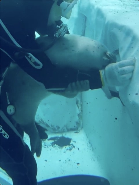 抱きつくアザラシ