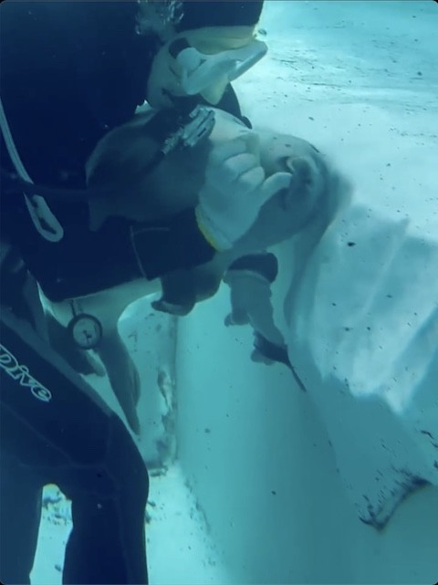 甘がみするアザラシ