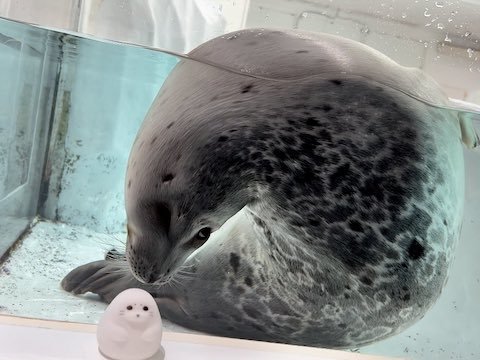 斬新なポーズなアザラシ