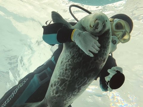 抱っこされるアザラシ