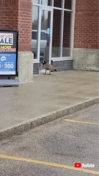 ガラスの前にいるカナダガモ