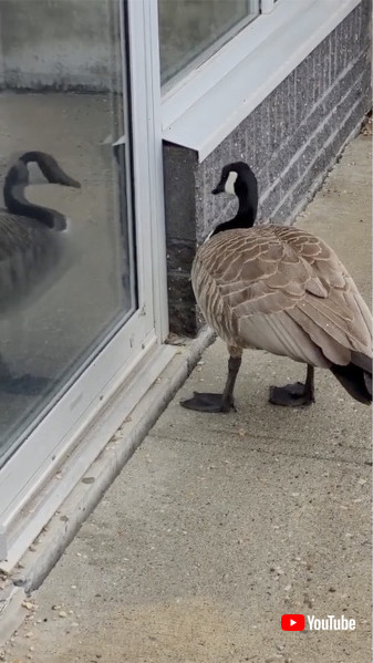 撮影者がカナダガモに近付く