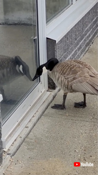 ガラスに映る自分をツンツン