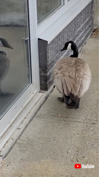 鏡を見るカナダガモ