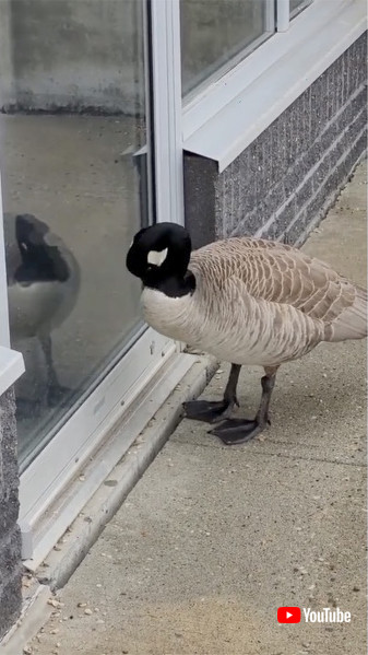 困ったようなカナダガモ