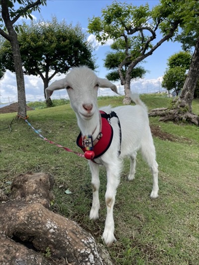 むつざわヤギ牧場