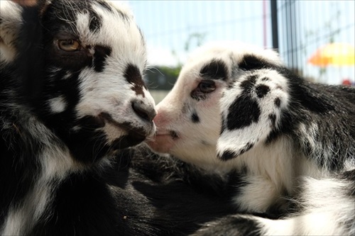 むつざわヤギ牧場