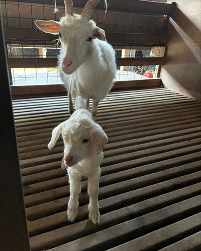 むつざわヤギ牧場