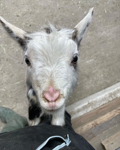むつざわヤギ牧場