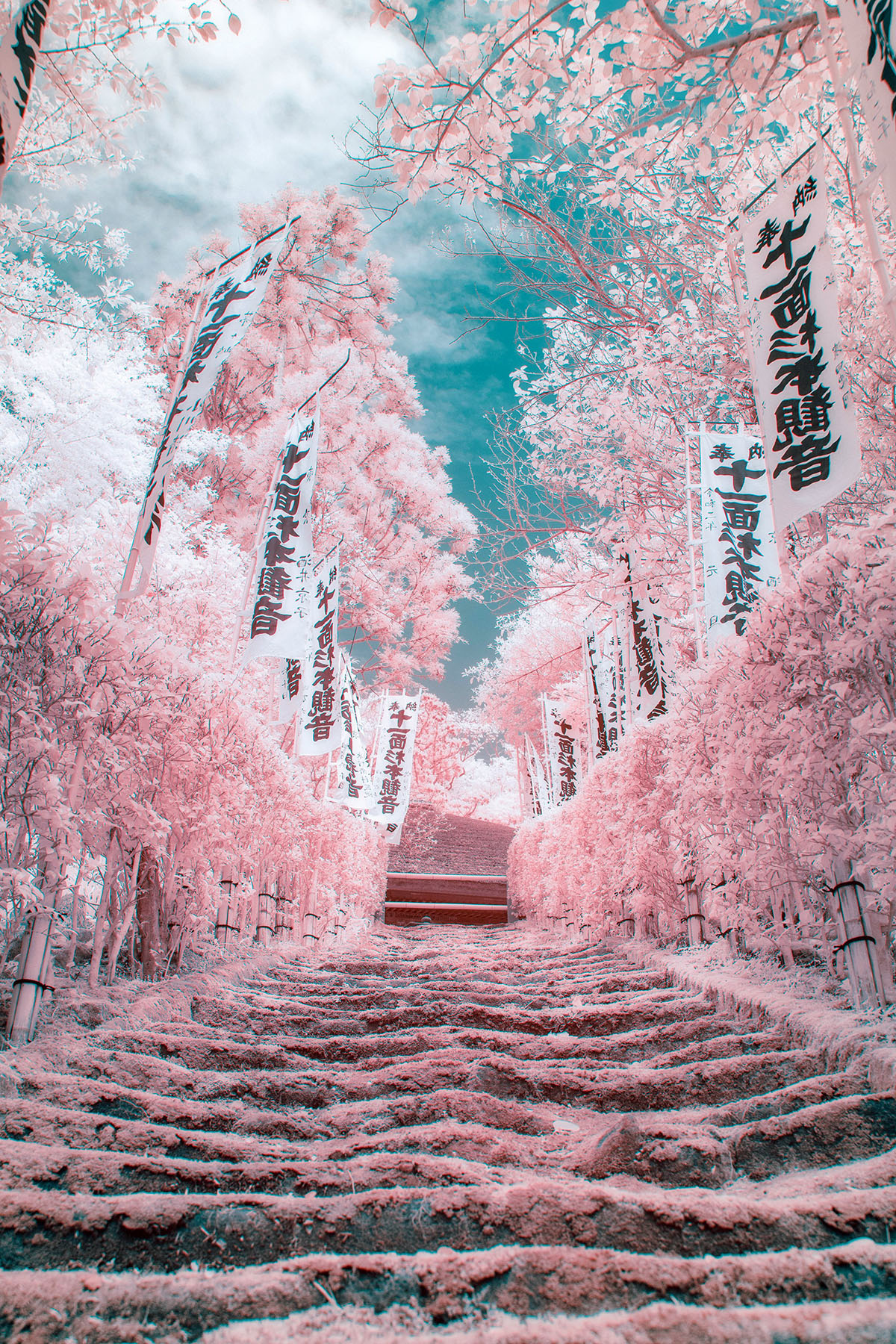 一面桃色に染まった「絵のような写真」が幻想的と話題　“赤外線”が生み出す現実離れした美しさにグッと引き込まれる