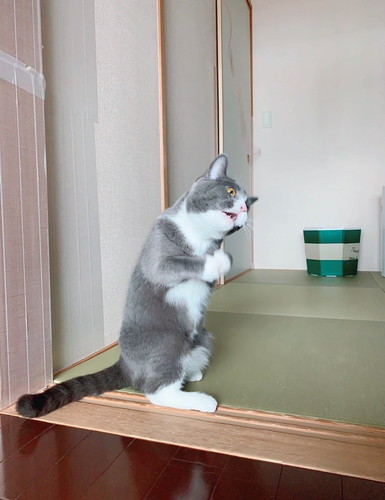 現場猫に似ているいずみちゃん