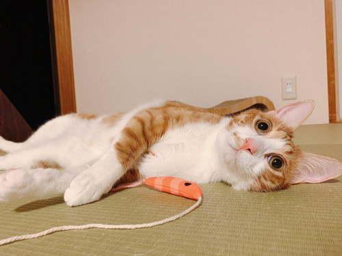 魚と遊ぶコテツくん