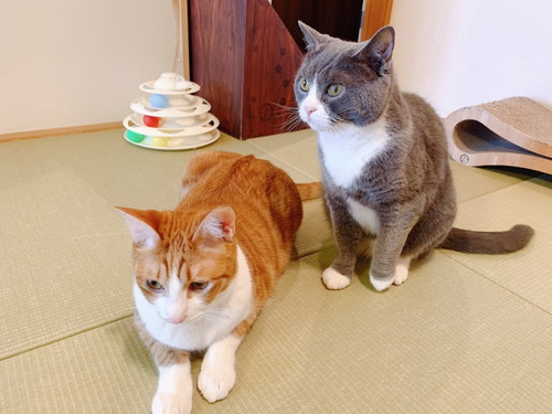 姉弟猫ちゃんたち