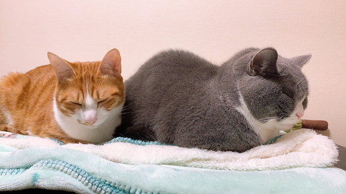 いずみちゃんとコテツくんの写真