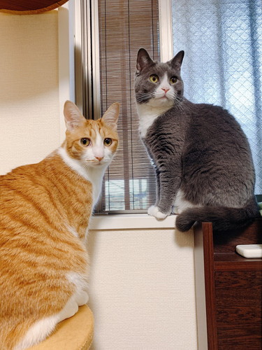 振り返る猫たち