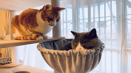 不満そうにみつめるコテツくん