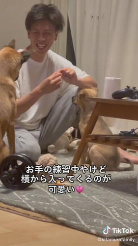 姉妹ワンコ