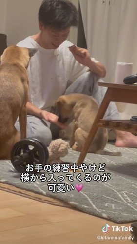 お手するワンコ
