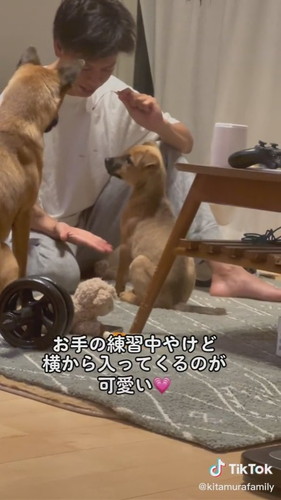 かわいい子犬