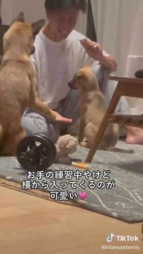 子犬とワンコ