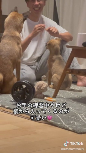面白かわいい子犬