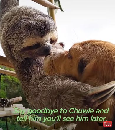 ナマケモノとビーグル犬の友情