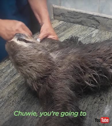 ナマケモノとビーグル犬の友情