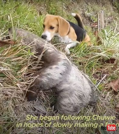 ナマケモノとビーグル犬の友情