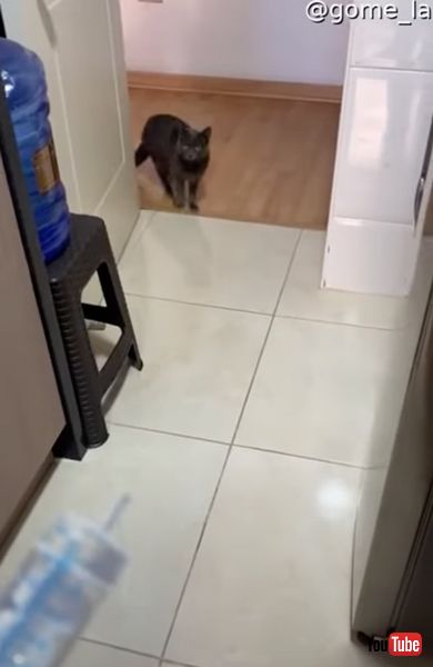 お薬を飲む水頭症の猫