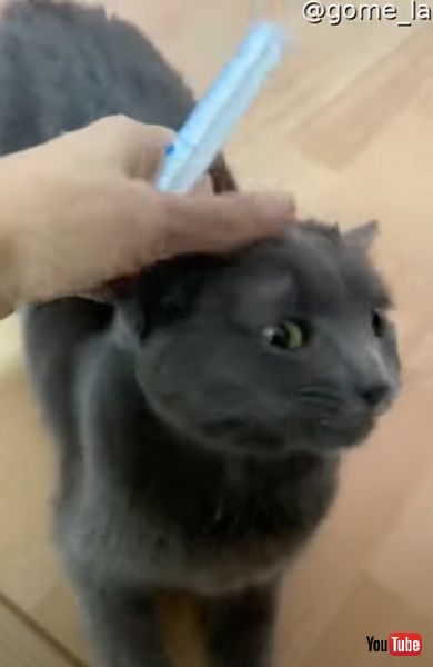 お薬を飲む水頭症の猫