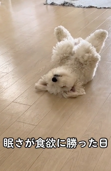 眠そうなワンコ