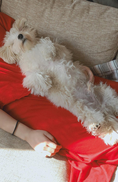 スヤスヤ寝るワンコ