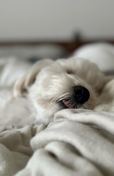 スヤスヤ寝るワンコ