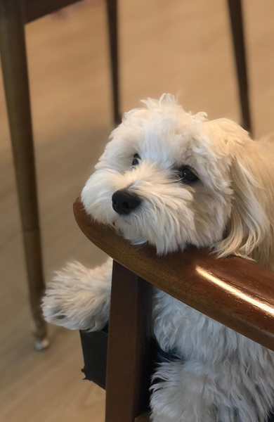 飼い主さんを待ってるワンコ