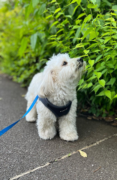 ワンコのおさんぽ