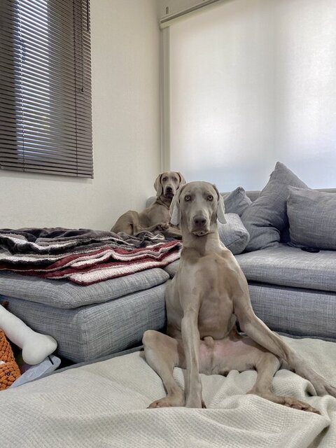 ソファの手前と奥にいるワンコ