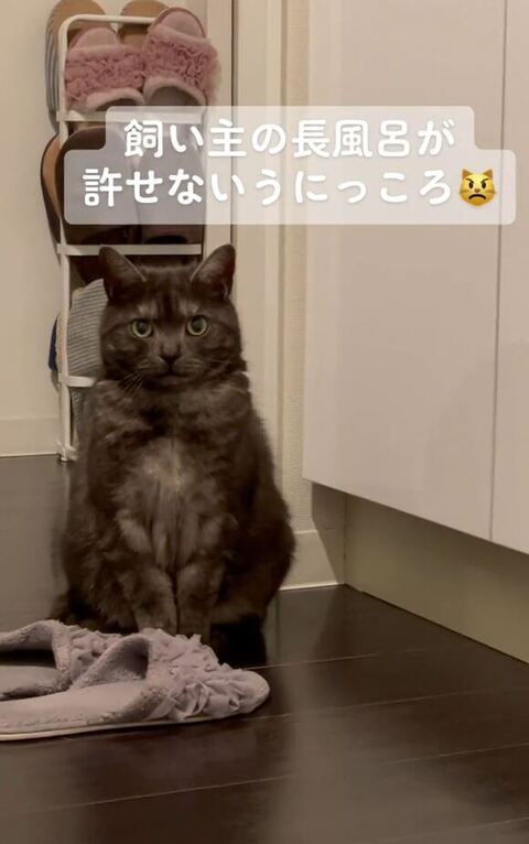 お座りしてこっちを見つめてる